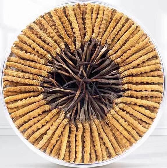 疏附冬虫夏草回收